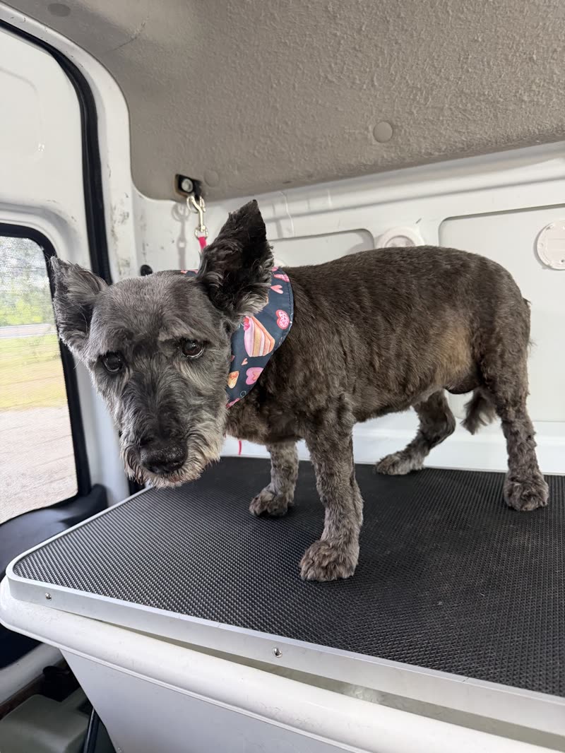 A small brindle terrier in a bandana standing on the non-slip table inside the mobile grooming van, side door open to daylight