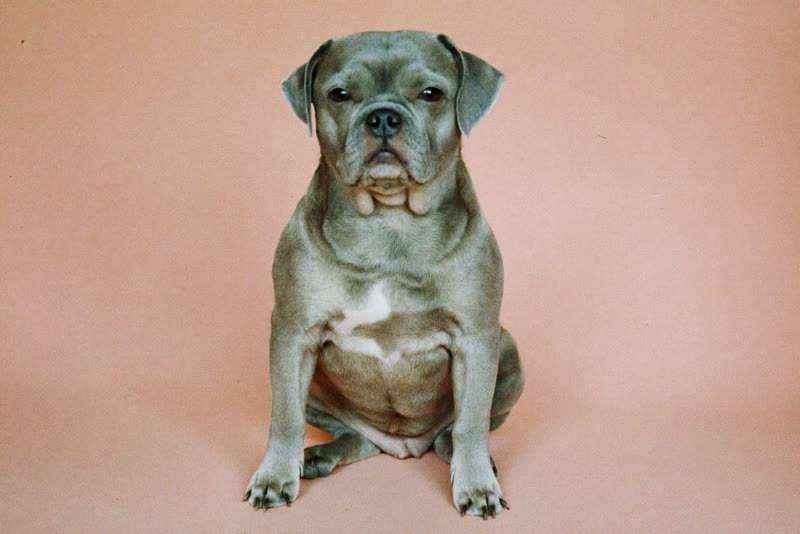 A calm senior dog with a well-kept coat