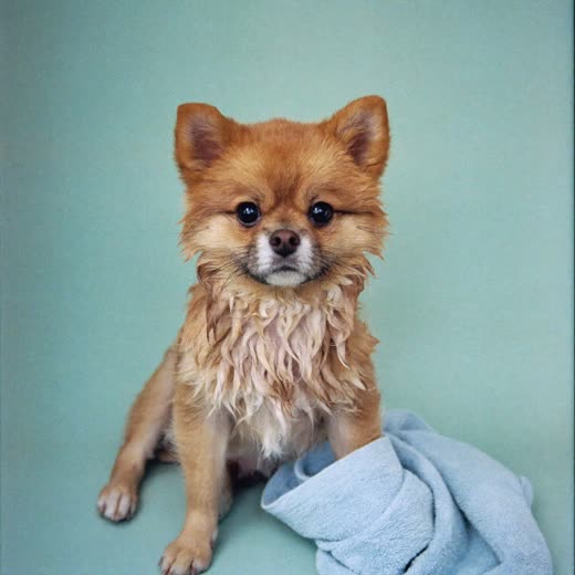 Small freshly bathed dog after a full bath