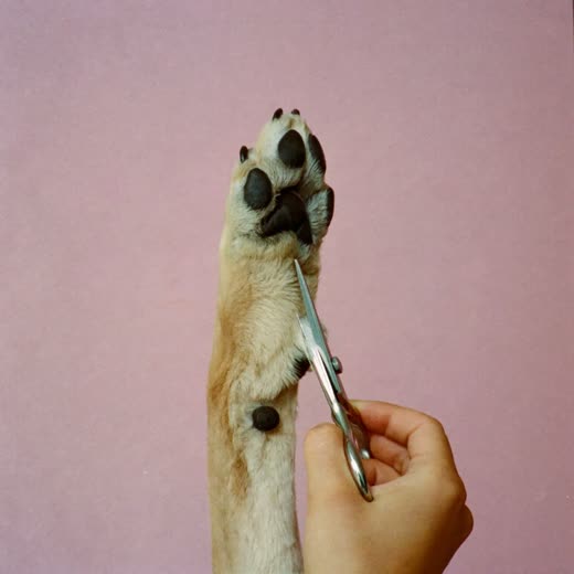 A dog's paw held for a nail trim