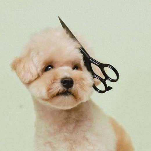 Small dog with a freshly scissored haircut
